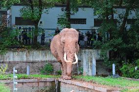 Chongqing Zoo Elephant