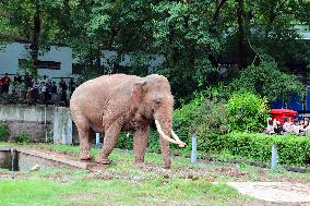Chongqing Zoo Elephant