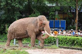 Chongqing Zoo Elephant
