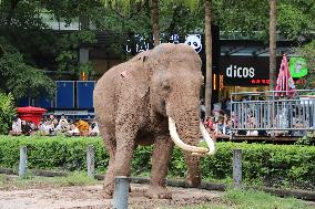 Chongqing Zoo Elephant
