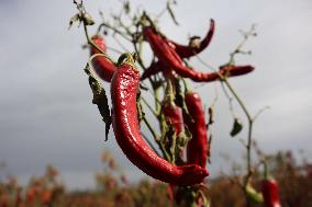 Ripe Chili Pepper in Hami