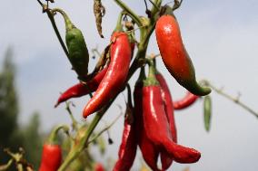 Ripe Chili Pepper in Hami