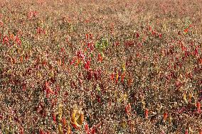 Ripe Chili Pepper in Hami