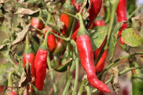 Ripe Chili Pepper in Hami