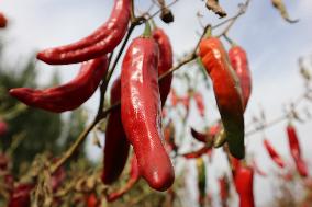 Ripe Chili Pepper in Hami