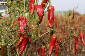 Ripe Chili Pepper in Hami