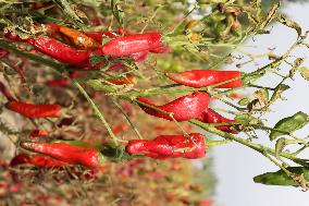 Ripe Chili Pepper in Hami