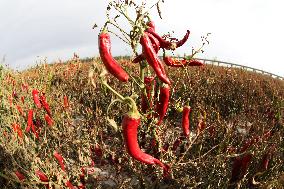 Ripe Chili Pepper in Hami