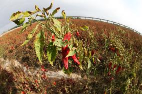 Ripe Chili Pepper in Hami