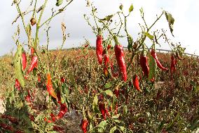 Ripe Chili Pepper in Hami