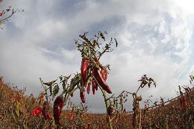 Ripe Chili Pepper in Hami