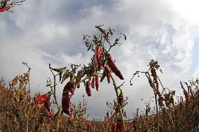 Ripe Chili Pepper in Hami