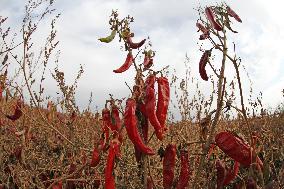 Ripe Chili Pepper in Hami