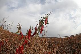 Ripe Chili Pepper in Hami