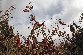 Ripe Chili Pepper in Hami