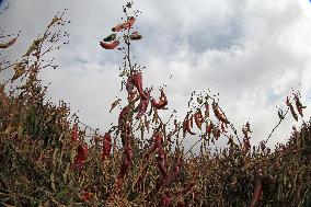 Ripe Chili Pepper in Hami