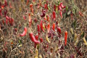 Ripe Chili Pepper in Hami