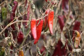 Ripe Chili Pepper in Hami