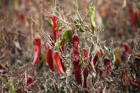 Ripe Chili Pepper in Hami