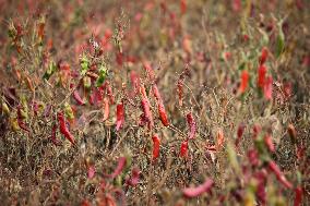 Ripe Chili Pepper in Hami