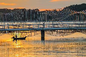 Rainbow Bridge Tour in Qingdao