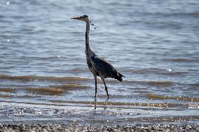 Bird Life On The Banks Of The Tejo River In Lisbon