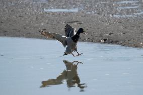 Bird Life On The Banks Of The Tejo River In Lisbon