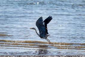 Bird Life On The Banks Of The Tejo River In Lisbon