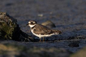 Bird Life On The Banks Of The Tejo River In Lisbon