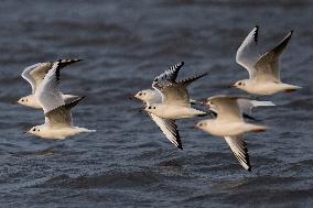 Bird Life On The Banks Of The Tejo River In Lisbon