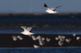 Bird Life On The Banks Of The Tejo River In Lisbon