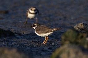 Bird Life On The Banks Of The Tejo River In Lisbon