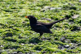 Bird Life On The Banks Of The Tejo River In Lisbon