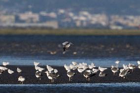 Bird Life On The Banks Of The Tejo River In Lisbon