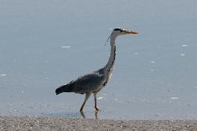 Bird Life On The Banks Of The Tejo River In Lisbon