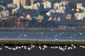 Bird Life On The Banks Of The Tejo River In Lisbon