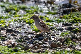 Bird Life On The Banks Of The Tejo River In Lisbon