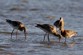 Bird Life On The Banks Of The Tejo River In Lisbon