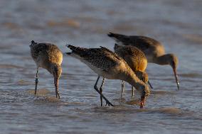 Bird Life On The Banks Of The Tejo River In Lisbon