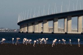 Bird Life On The Banks Of The Tejo River In Lisbon