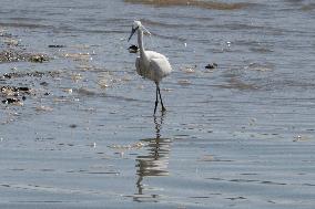 Bird Life On The Banks Of The Tejo River In Lisbon