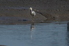 Bird Life On The Banks Of The Tejo River In Lisbon