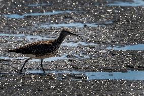 Bird Life On The Banks Of The Tejo River In Lisbon