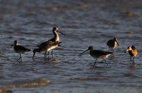 Bird Life On The Banks Of The Tejo River In Lisbon