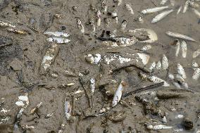 Dead Fish At The Collanges Dam