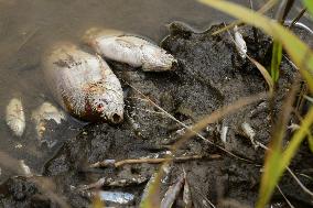 Dead Fish At The Collanges Dam