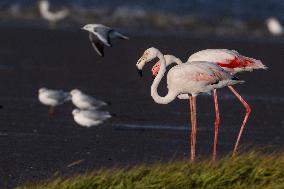 Bird Life On The Banks Of The Tejo River In Lisbon