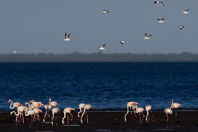 Bird Life On The Banks Of The Tejo River In Lisbon