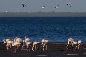 Bird Life On The Banks Of The Tejo River In Lisbon