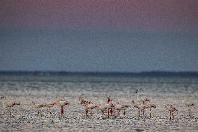 Bird Life On The Banks Of The Tejo River In Lisbon